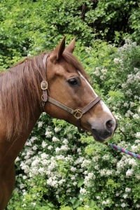 beau