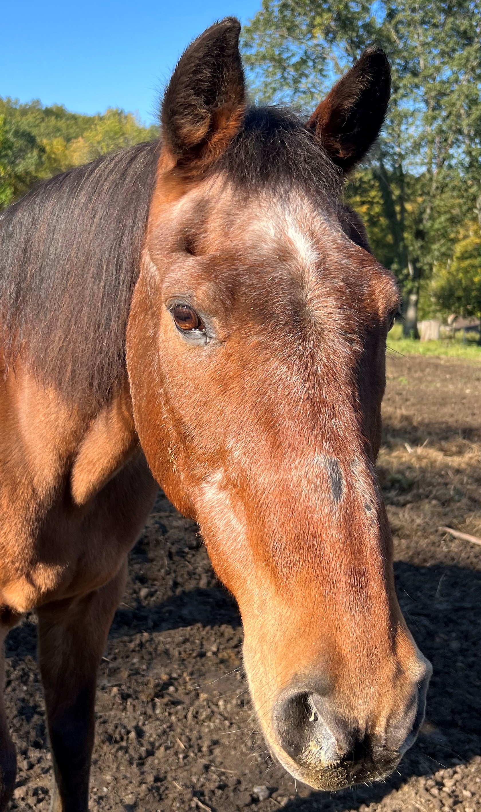 Brownie 03Oct23