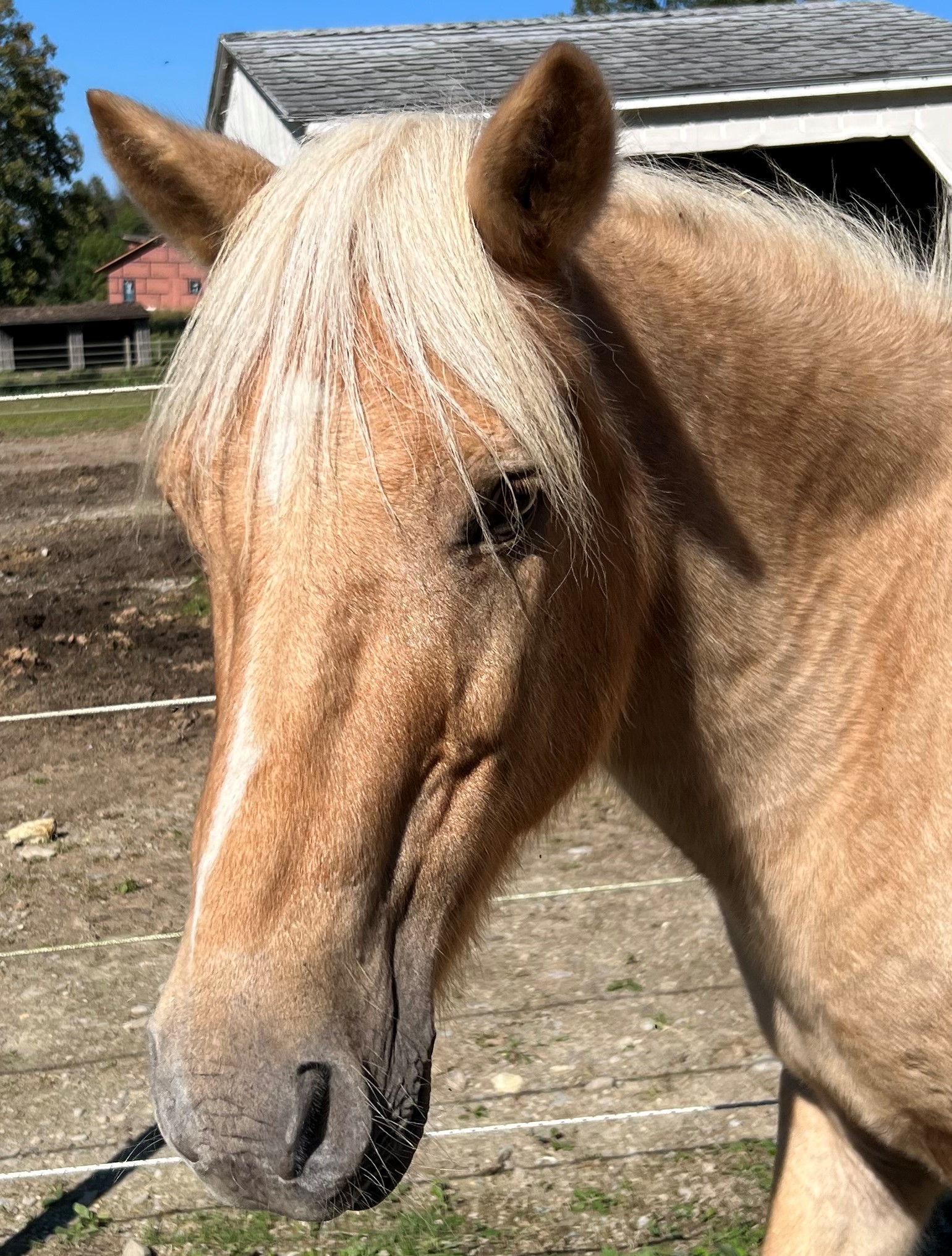 Zazu 03Oct23